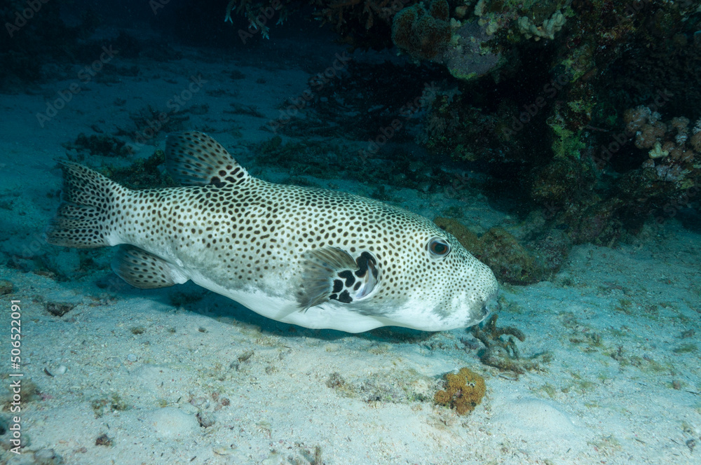 Adulto di pesce palla stellato, Arothron stellatus, mentre nuota su un fondo sabbioso Adulto di pesce palla stellato, Arothron stellatus, mentre nuota su un fondo sabbioso
