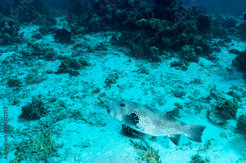 Adulto di pesce palla stellato, Arothron stellatus, mentre nuota su un fondo sabbioso