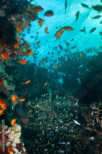 Fototapeta Naklejka Na Ścianę i Meble -  Pesci colorati e glassfish nella barriera corallina