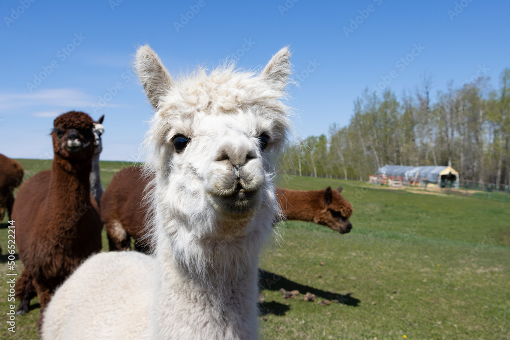 Obraz premium Close up of white alpaca face
