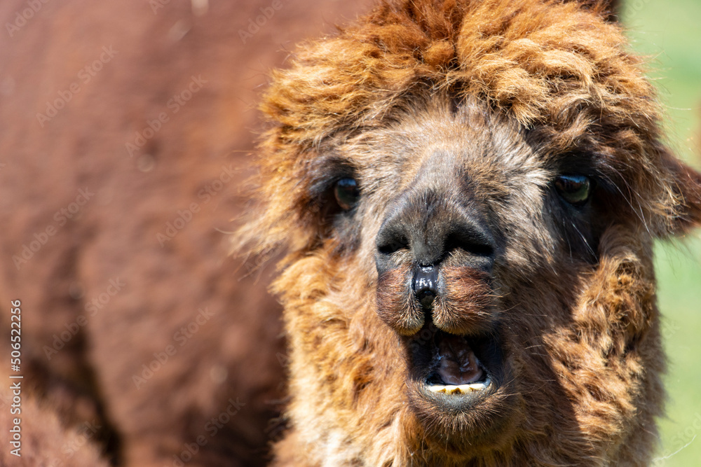 funny close up of a alpaca making face