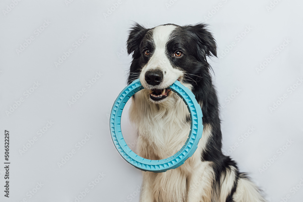 Pet activity. Funny puppy dog border collie holding blue puller ring toy in mouth isolated on white background. Purebred pet dog wants to playing with owner. Love for pets friendship companion concept
