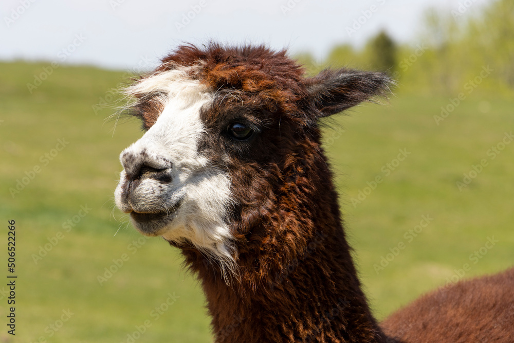 Obraz premium alpaca in the meadow