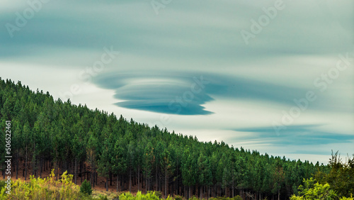 Lenticular cloud over a pine forest on a hill.