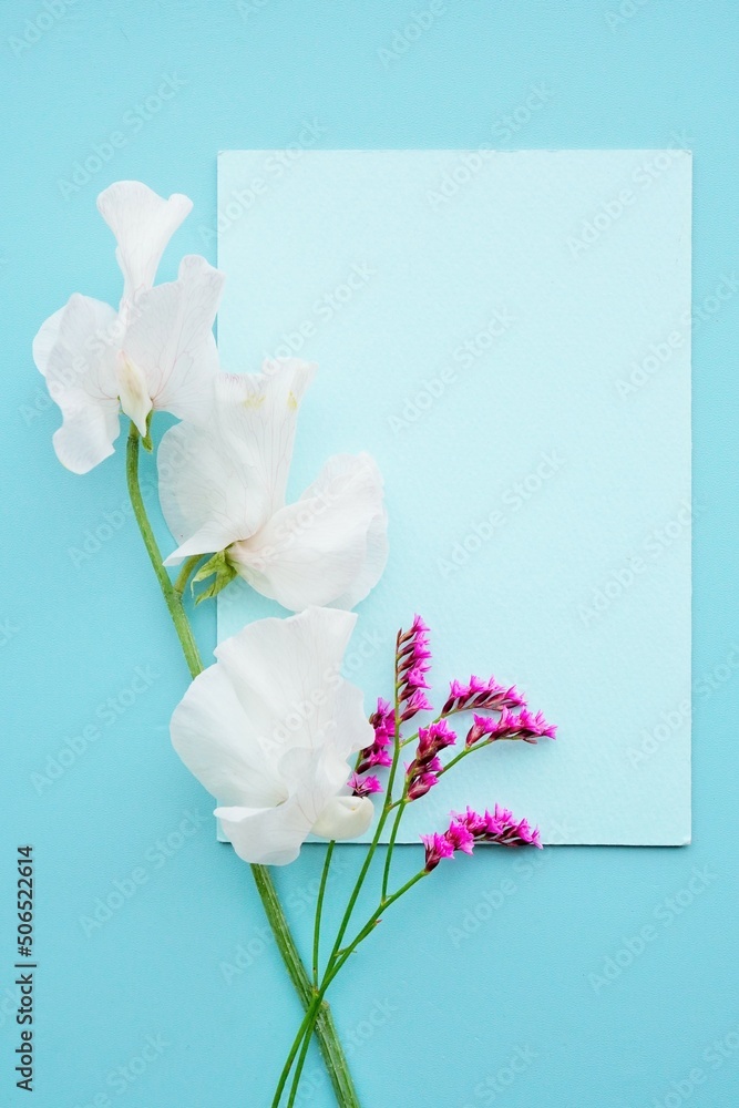 Fototapeta premium ブルー背景に白いスイートピーと赤紫色のスターチスの花を添えた春らしいコメントスペース、縦