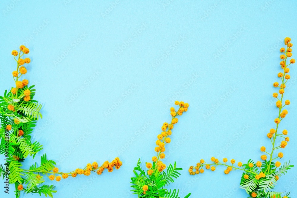 青色背景に黄色く丸い花が咲いた銀葉ミモザの枝の壁紙素材