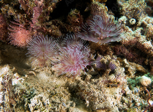 Pink Tube worms on a shallow reef Boracay Island Philippines