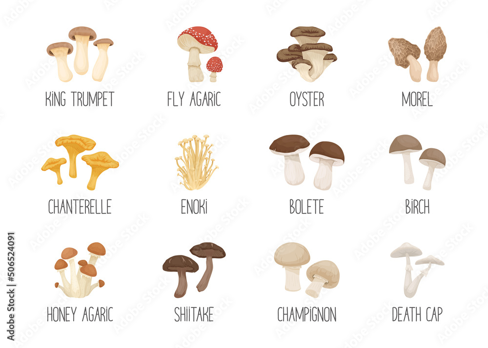 Vector Edible and Poisonous Inedible Mushrooms. Hand Drawn Cartoon Mushroom Icon Set. Different Mushrooms Isolated on White. Fly Agaric, Champignon, Death Cap, Shiitake, Enoki, King Trumpet, Bolete