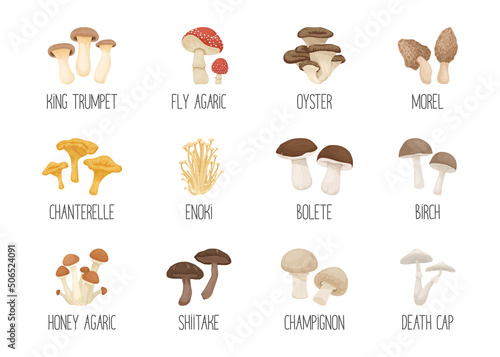 Vector Edible and Poisonous Inedible Mushrooms. Hand Drawn Cartoon Mushroom Icon Set. Different Mushrooms Isolated on White. Fly Agaric, Champignon, Death Cap, Shiitake, Enoki, King Trumpet, Bolete