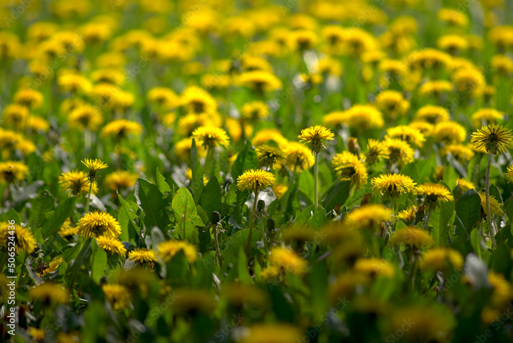 Yellow dandelion flowers on a green meadow in the sunny daylight.