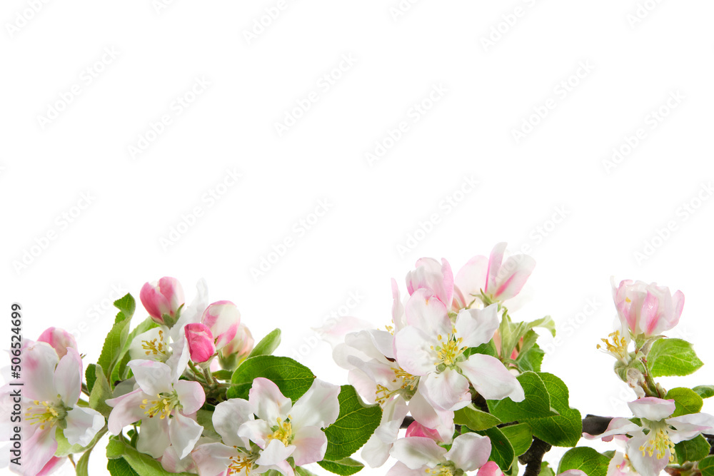Branch of blossom apple tree on white background.
