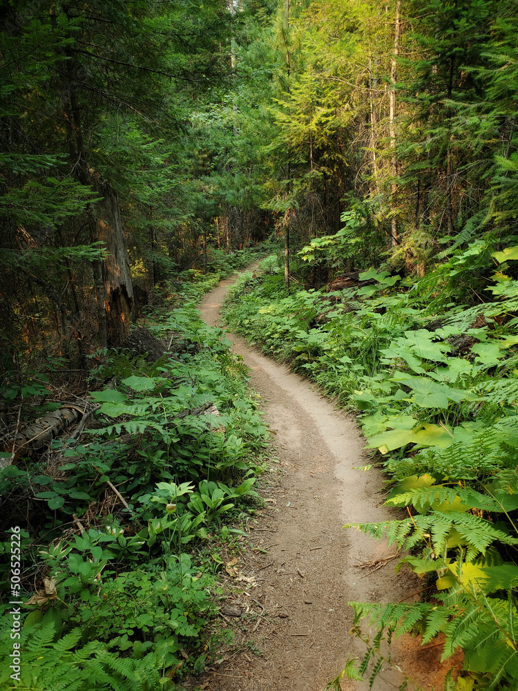 Curved trail through the forest Curved trail through the forest