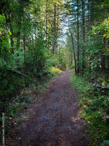 Trail in the woods