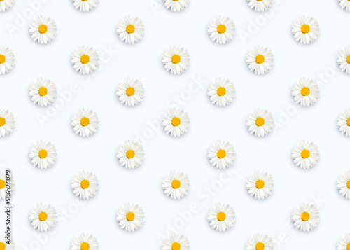 Seamless pattern with chamomile. Buds of daisy flowers on white background