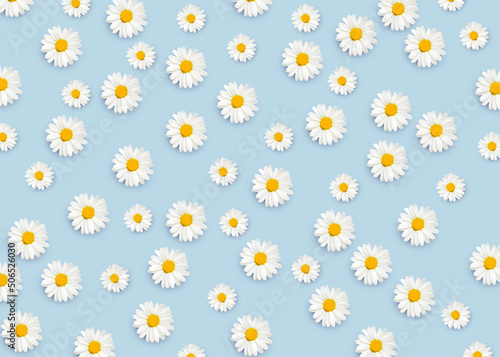 Top view photo with daisies. Pattern with chamomile buds on blue backdrop