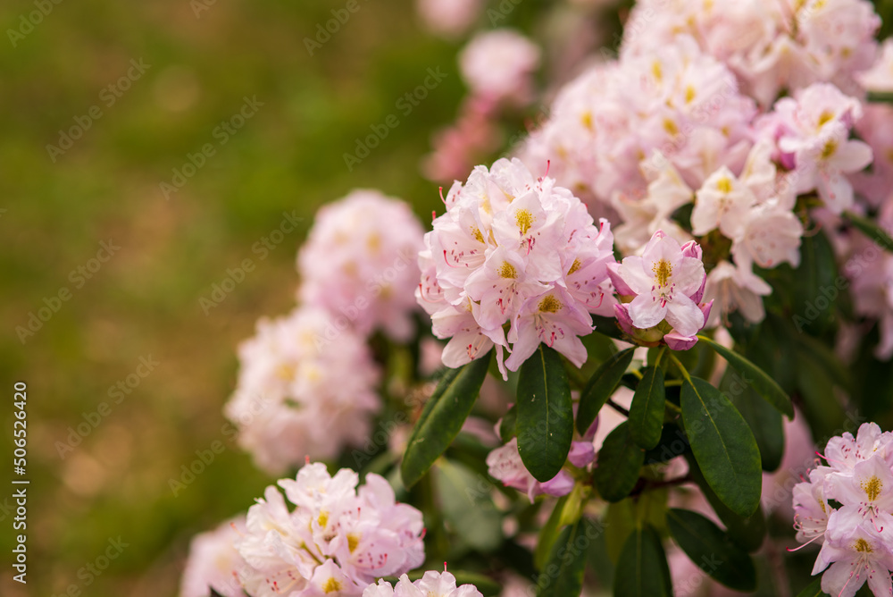 blooming delicate pink buds of rhododendron