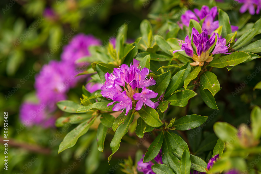 blooming purple buds of rhododendron