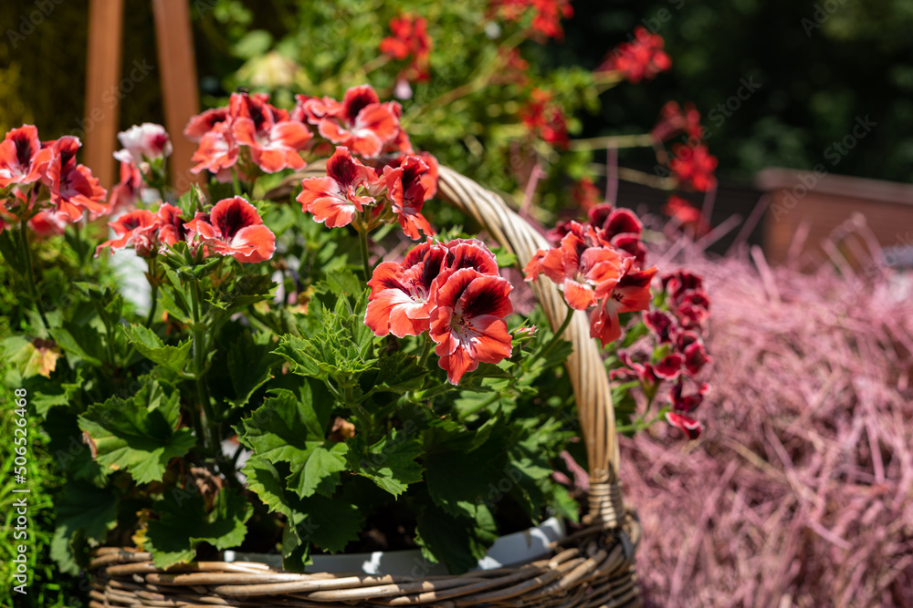 Basket woven from vines with beautiful red flowers