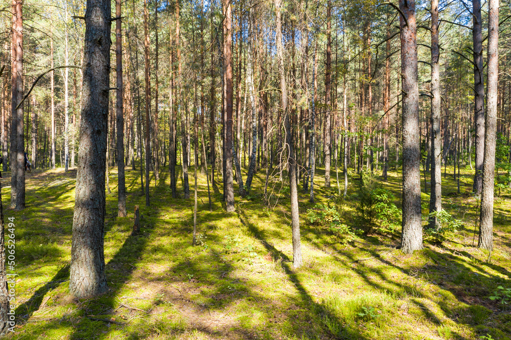 A summer pine forest landscape A summer pine forest landscape