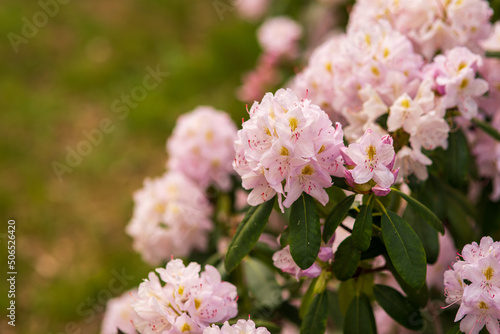 blooming delicate pink buds of rhododendron