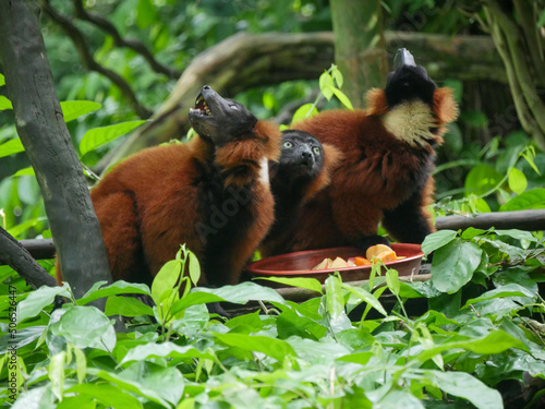 Red ruffed lemur : The red ruffed lemur (Varecia rubra) is one of two species in the genus Varecia, the ruffed lemurs; the other is the black-and-white ruffed lemur (Varecia variegata). Like all lemur