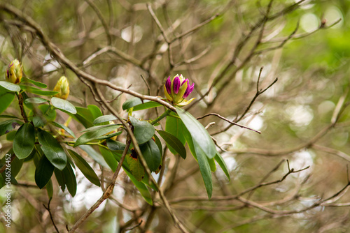 unblown purple rhododendron buds in the spring