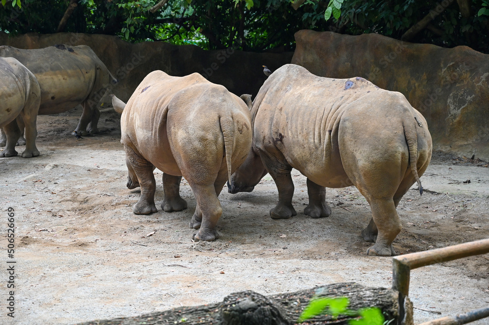 Obraz premium White rhinoceros : The white rhinoceros or square-lipped rhinoceros (Ceratotherium simum) is the largest extant species of rhinoceros. It has a wide mouth used for grazing and is most social