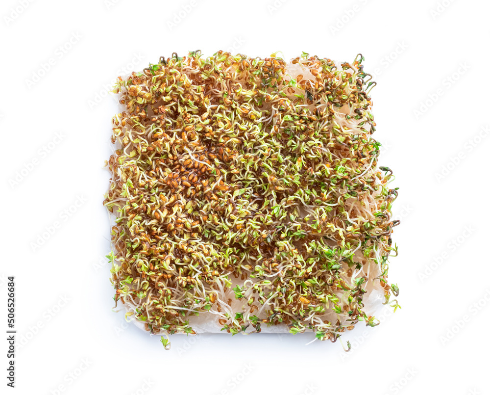 Germinated cress salad seeds isolated on white Germinated cress salad seeds isolated on white
