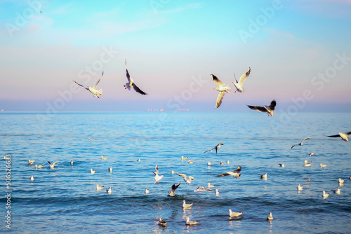 Canvas Print seagulls on the beach