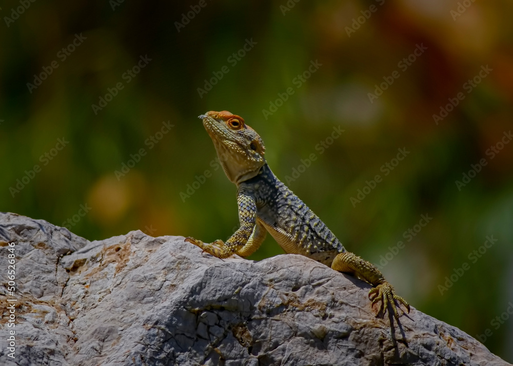  Roughtail Rock Agama
