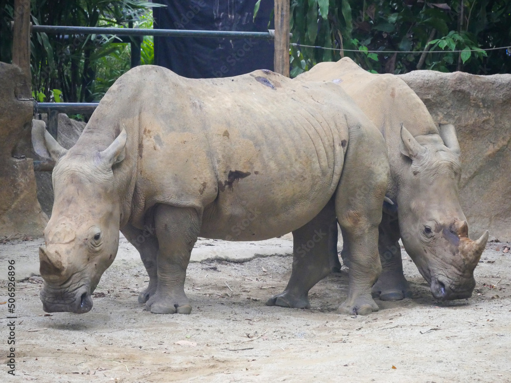 White rhinoceros : The white rhinoceros or square-lipped rhinoceros (Ceratotherium simum) is the largest extant species of rhinoceros. It has a wide mouth used for grazing and is most social White rhinoceros : The white rhinoceros or square-lipped rhinoceros (Ceratotherium simum) is the largest extant species of rhinoceros. It has a wide mouth used for grazing and is most social