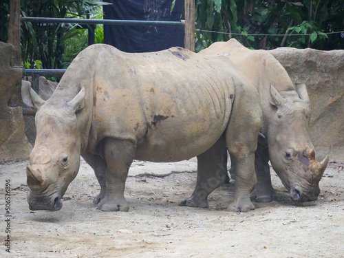 White rhinoceros   The white rhinoceros or square-lipped rhinoceros  Ceratotherium simum  is the largest extant species of rhinoceros. It has a wide mouth used for grazing and is most social