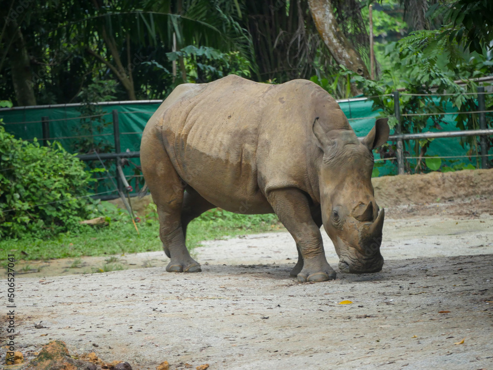 Naklejka premium White rhinoceros : The white rhinoceros or square-lipped rhinoceros (Ceratotherium simum) is the largest extant species of rhinoceros. It has a wide mouth used for grazing and is most social