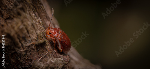 Macro close up of a wood bug Symbiotes gibberosus on a tree