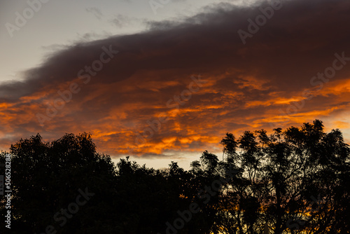 Clouds at sunset illuminated by orange light from the setting sun against the background of treetops