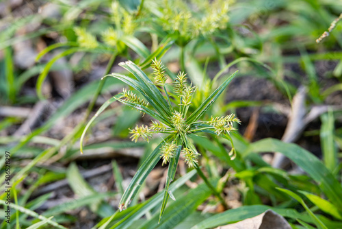 Green leaves of herbal Cyperus strigosus or false nutsedge or straw-colored flatsedge on a green meadow