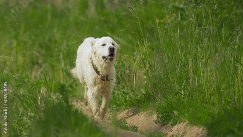 Golden retriever runs to the owner on the road through a green meadow. Slow motion.