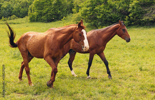 Gidran and Akhal-Teke breed horses walking in green field
