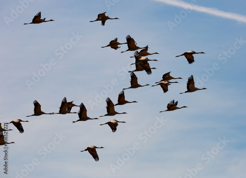 Flock of cranes flying against cloudy sky, spring migration © JackF