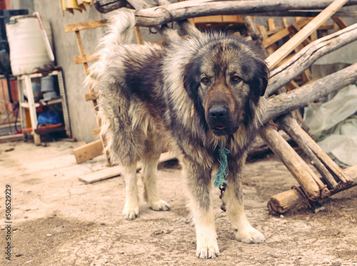  Illyrian Shepherd Dog  photo