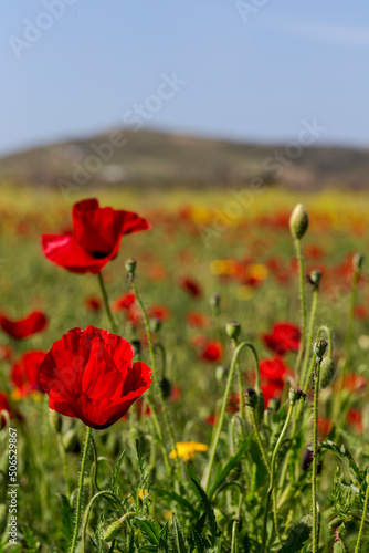 The red poppy  Papaver rhoeas  with buds in the sunlight