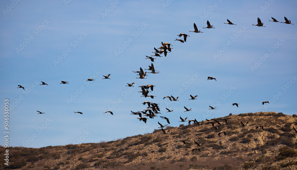 Cranes birds (Grullas) flying in group close to fields in Gallocanta, Spain
