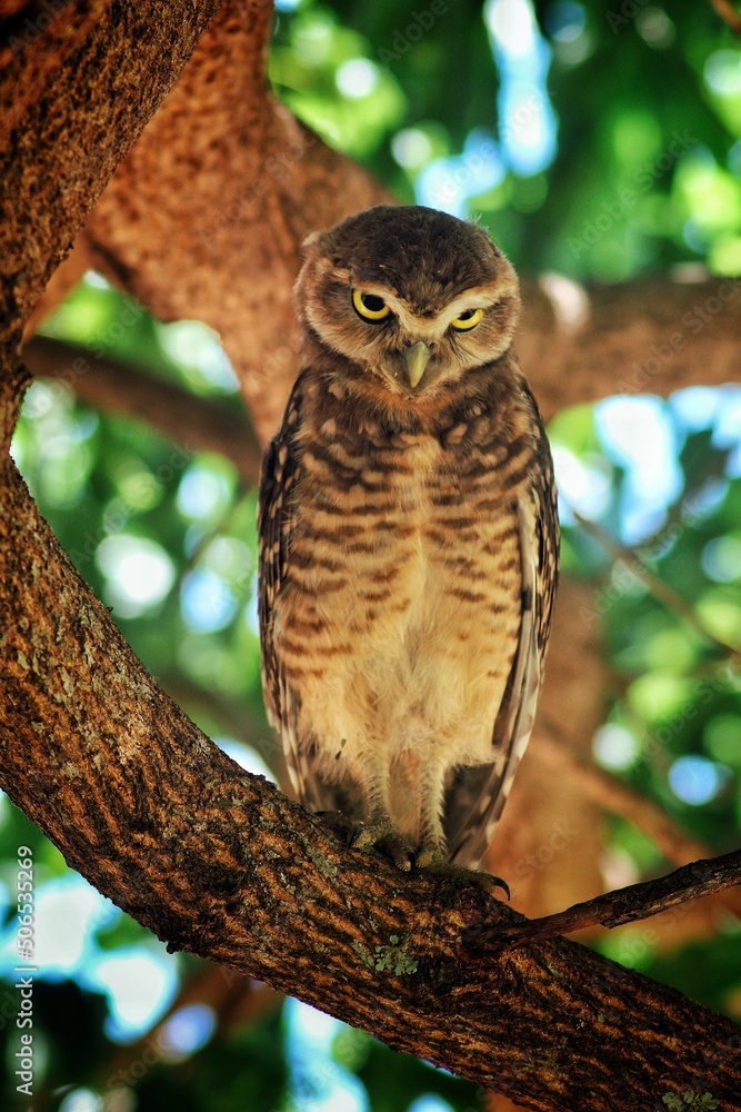 Obraz premium horned owl