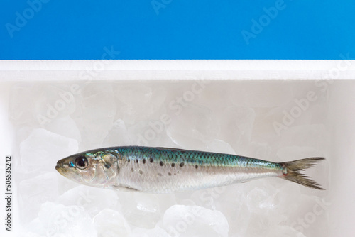 Fish(sardine) stored on ice in a styrofoam box. 発泡スチロールの箱の中の氷上に保管されている魚（マイワシ）