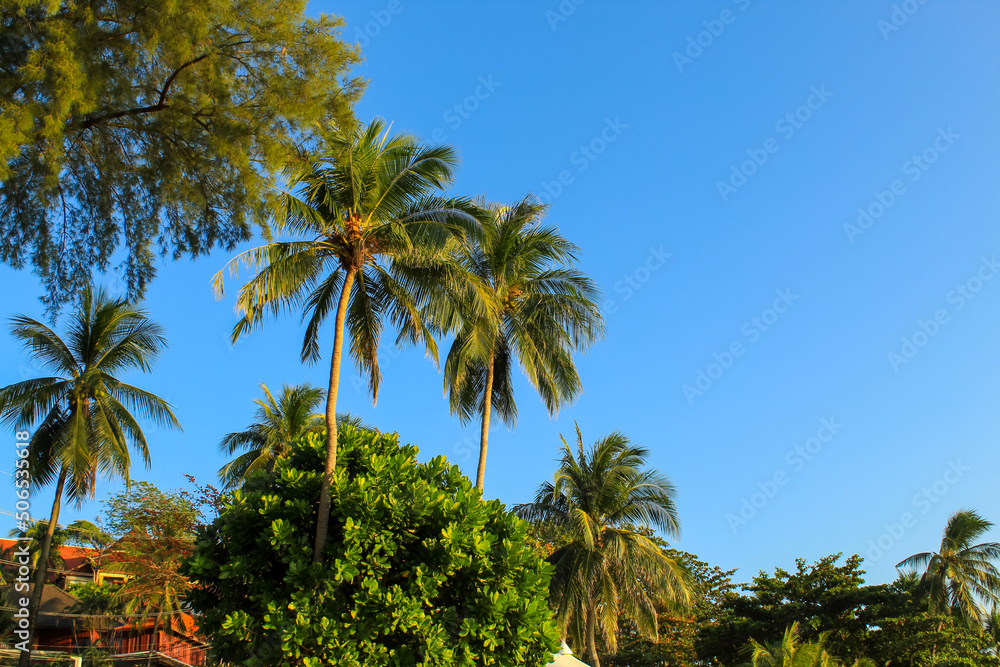 Palm trees on the blue sky, background image, copy space for text, paradise picture