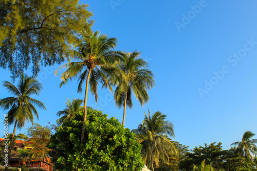 Palm trees on the blue sky, background image, copy space for text, paradise picture © Tatiana Kashko