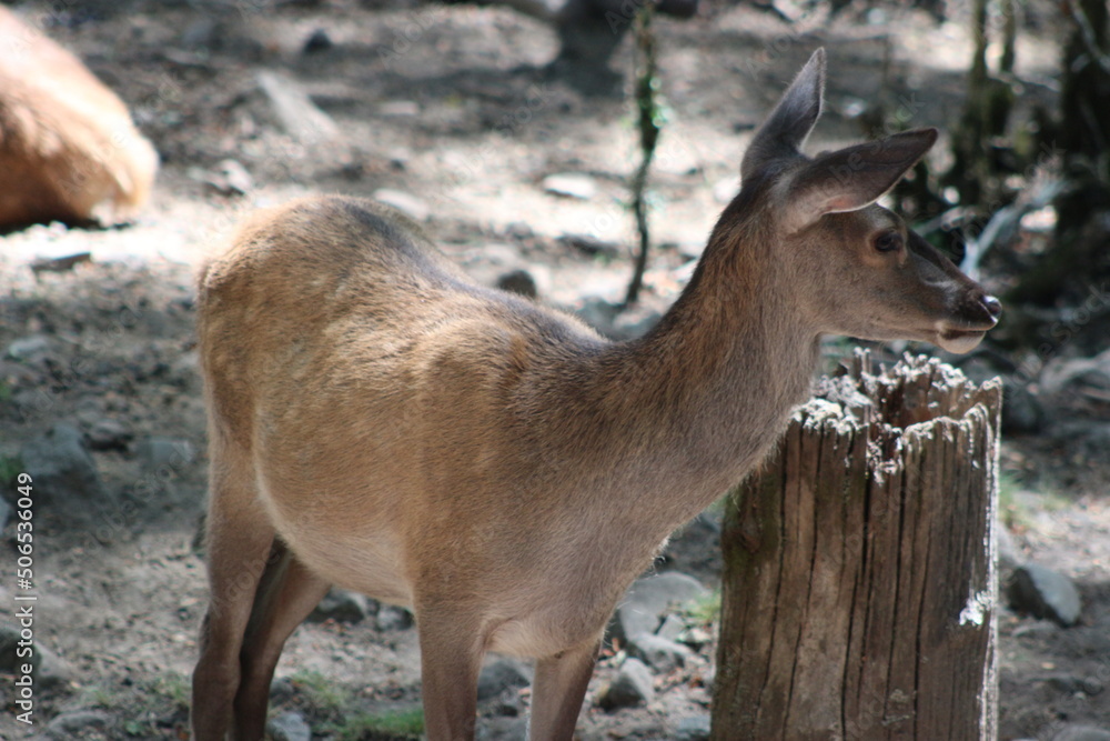 Obraz premium Ciervo