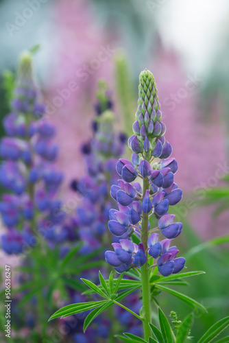 Blossoming lupin, this plant is invasive