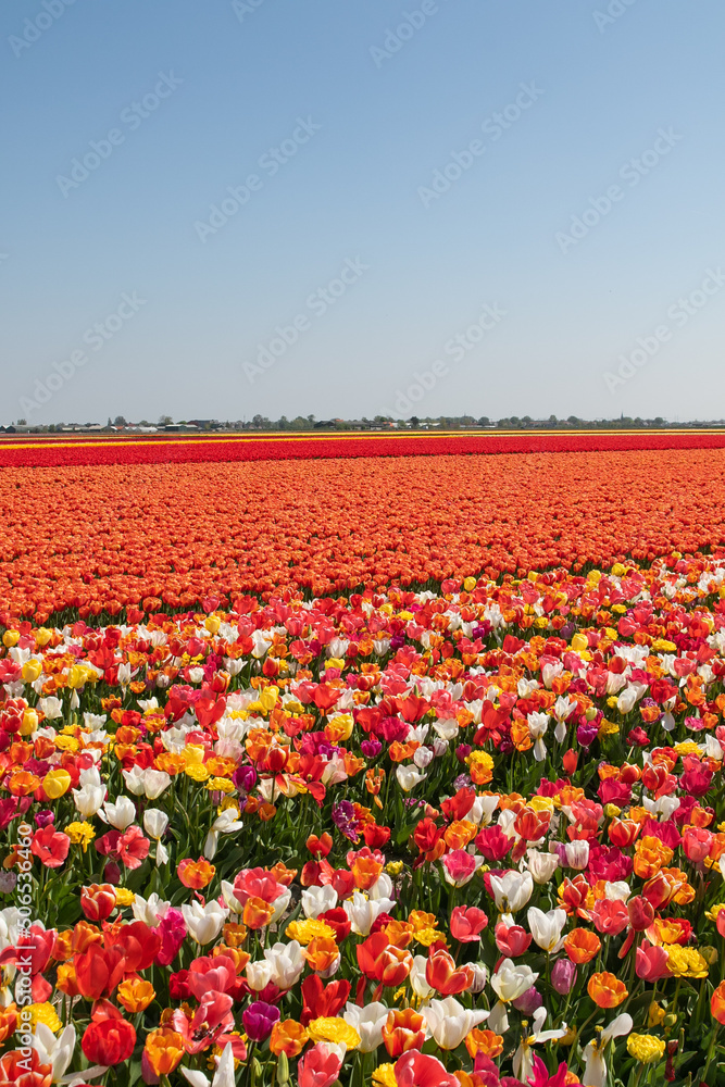 Dutch Tulip Field in Spring