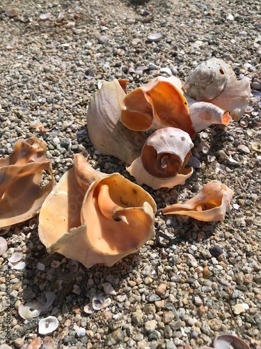 broken shell on the beach